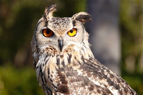 小鳥 風水|ふくろう!【縁起のいい鳥まとめ】幸運の前兆！鳥の。